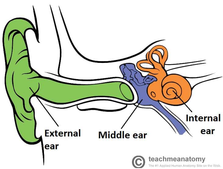 The Middle Ear - Parts - Bones - Muscles