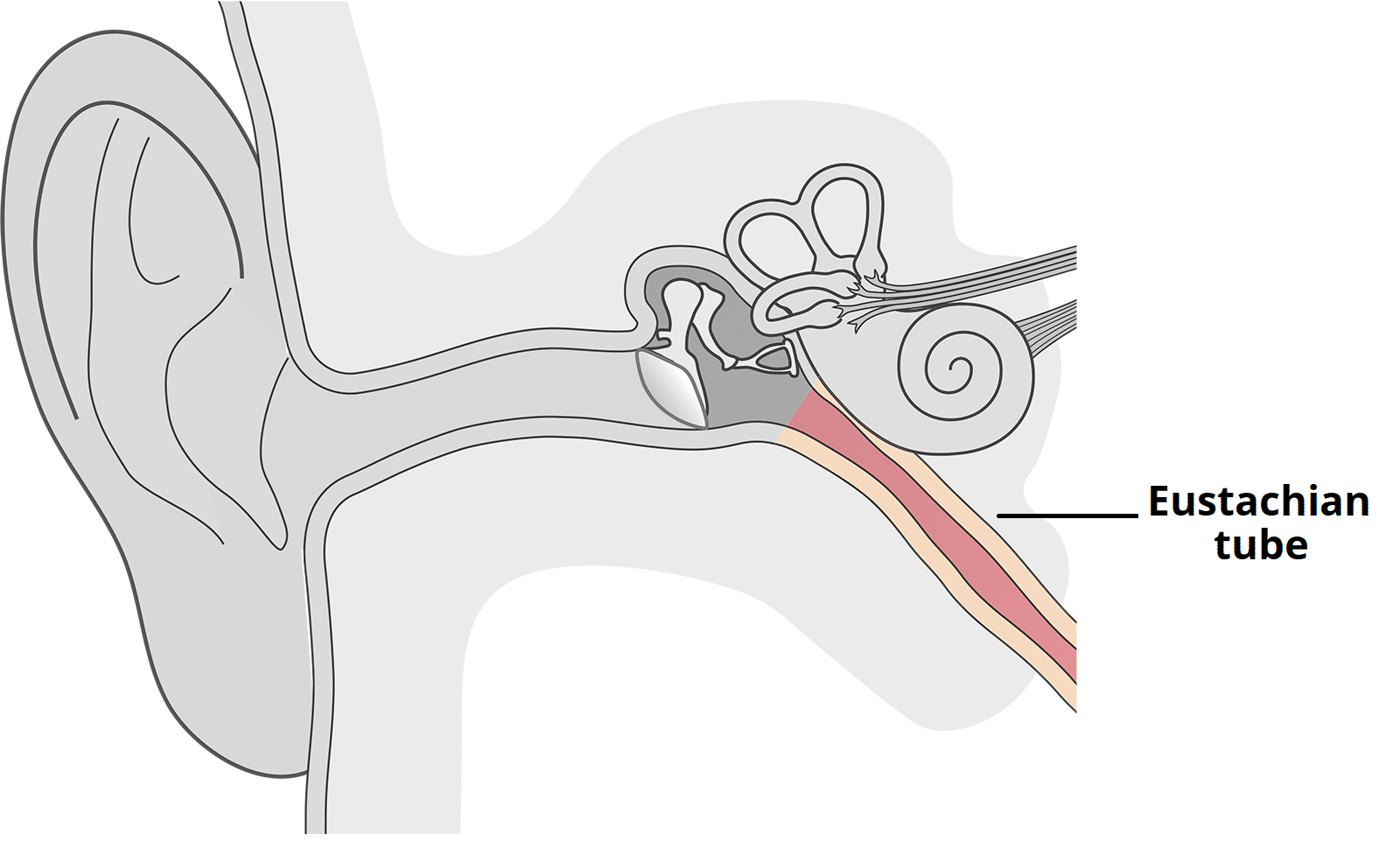 The Eustachian (Auditory) Tube - Osseous - Cartilaginous -TeachMeAnatomy