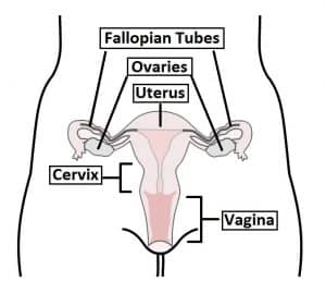 Fig 1.0 - Overview of the female reproductive tract.