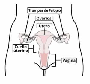 Fig. 1.0: esquema general del aparato reproductor femenino.