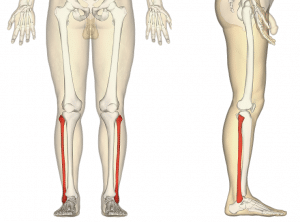 Overview of the fibula's position in the leg, highlighting its anatomical context.