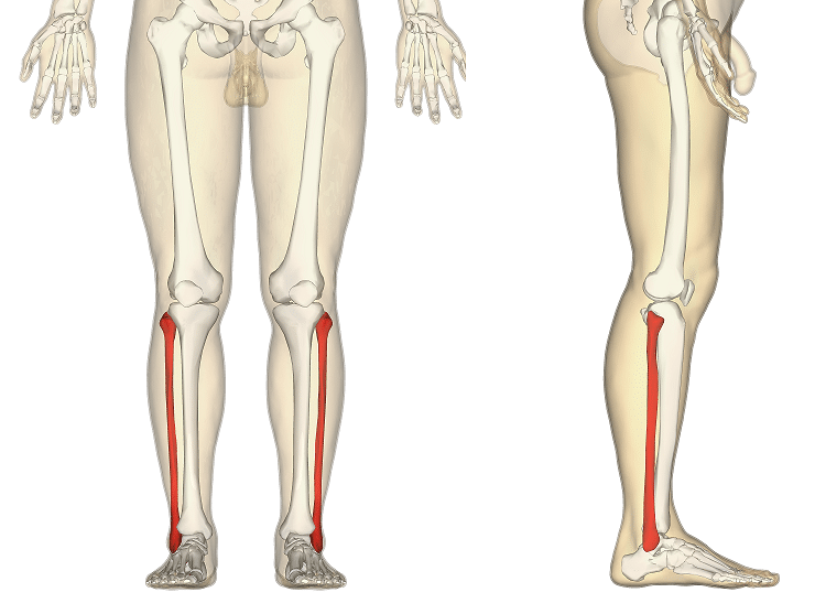 fibula diagram