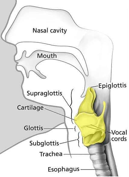 Fig 1 -Anatomical position of the larynx (yellow) in the neck. It is continuous with the trachea inferiorly and the pharynx superiorly.