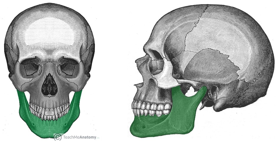 Mandibula Diagram