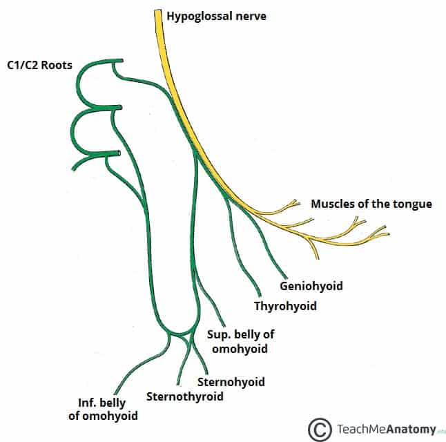 Mandibular nerve - wikidoc