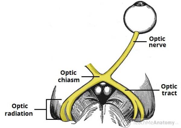 The Optic Nerve Visual Pathway Chiasm Tract Teachmeanatomy 