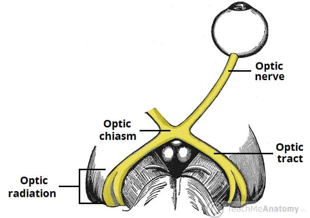 Fig 1.0 - Overview of the anatomical course of the optic nerve.