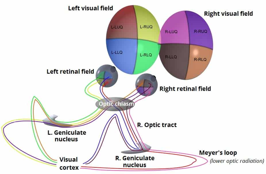 The Optic Nerve Visual Pathway Chiasm Tract TeachMeAnatomy