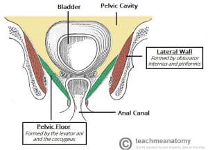 Overview of the pelvic cavity and walls, highlighting the funnel shape of the pelvic floor muscles.
