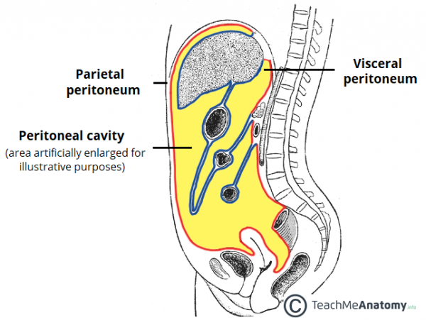 The Peritoneal Cavity Greater Sac Lesser Sac Teachmeanatomy