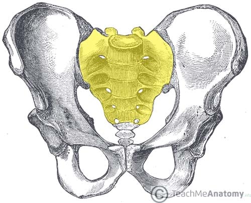 Sacrum Anatomy Structure Surfaces Muscles And Clinical Notes For 