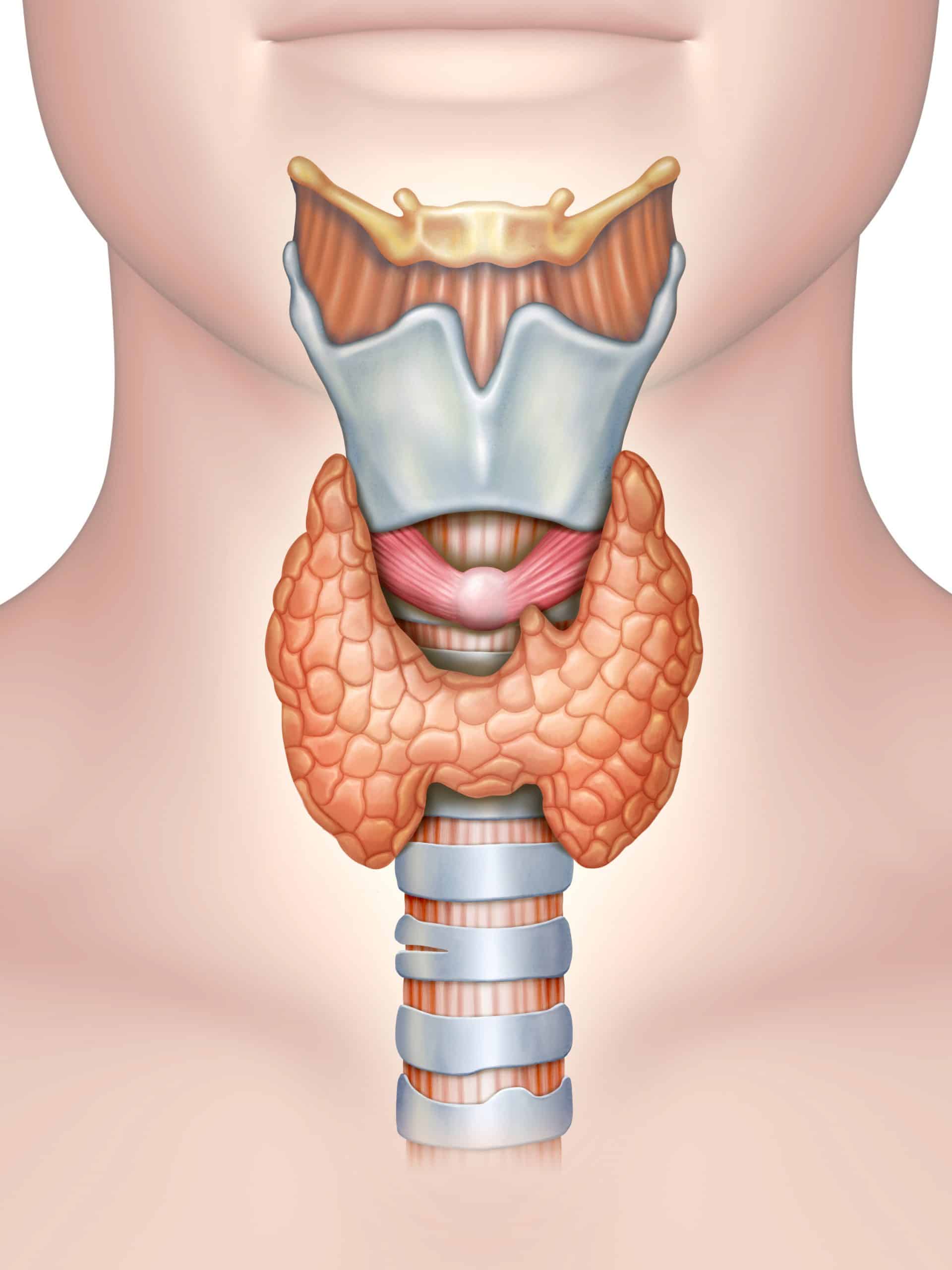  Located In The Throat Bilobed Gland Connected By An Isthmus Bilobed 
