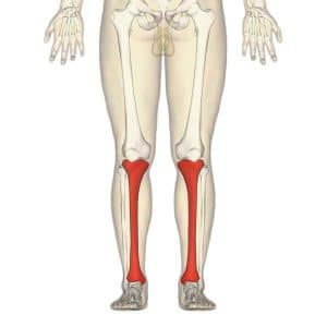The Tibia - Proximal - Shaft - Distal - TeachMeAnatomy