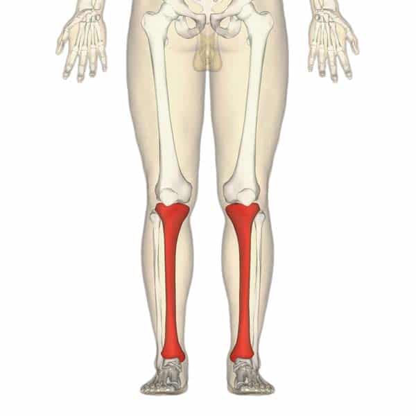 Tibial Pursuit: How to identify and side the tibia