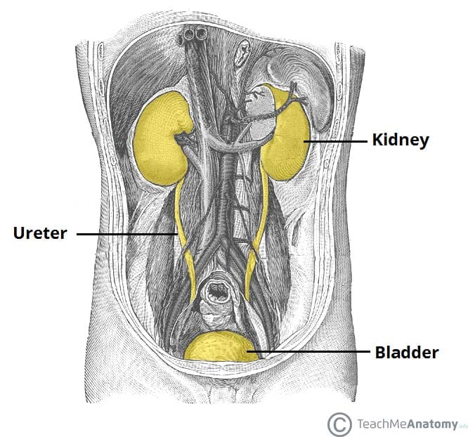urinary bladder anatomy female