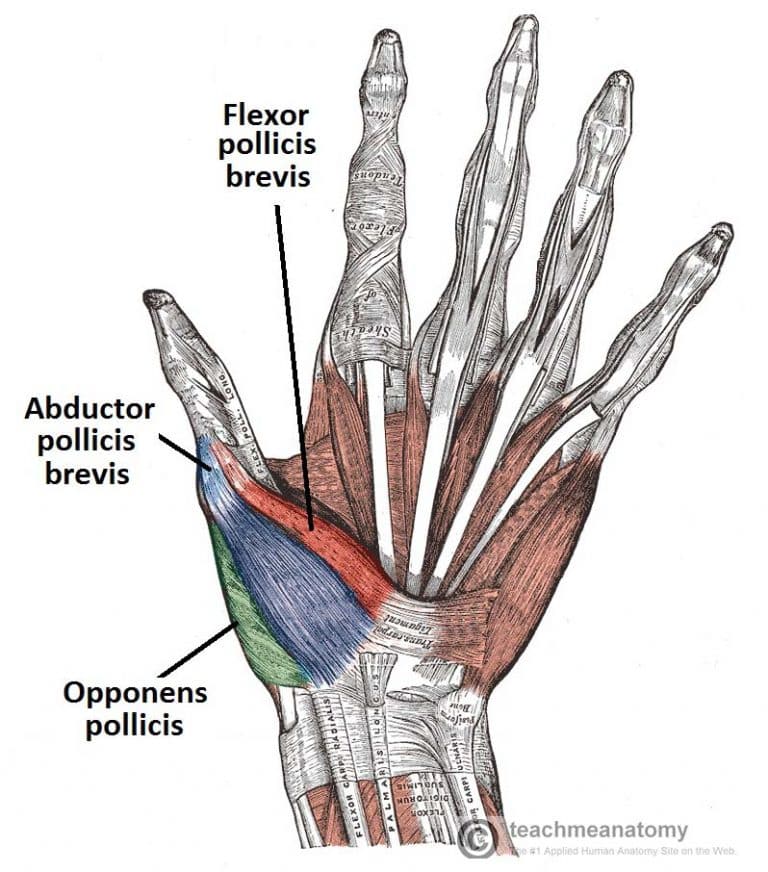 compartments of hand