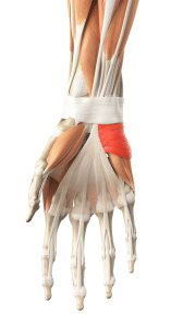 An anatomical illustration of the palmar side of the hand and wrist, showing muscles, tendons, bones, and the palmaris brevis muscle.