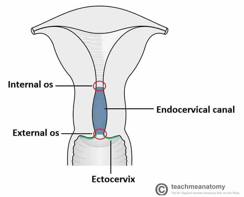 Fig 1.4 - The ectocervix, endocervical canal, and their openings.