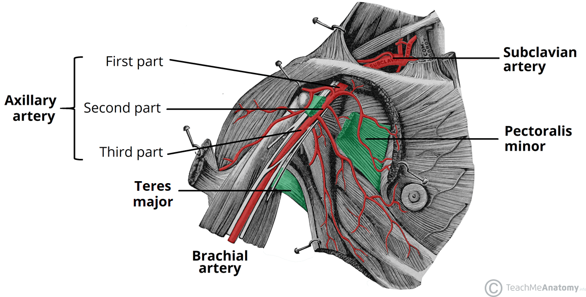 The human upper limb.  Download Scientific Diagram