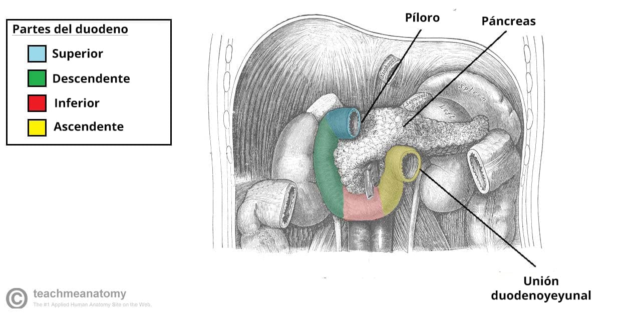 Diagrama que ilustra las diferentes partes del duodeno, tras la extirpación del hígado, la vesícula biliar y el colon transverso.