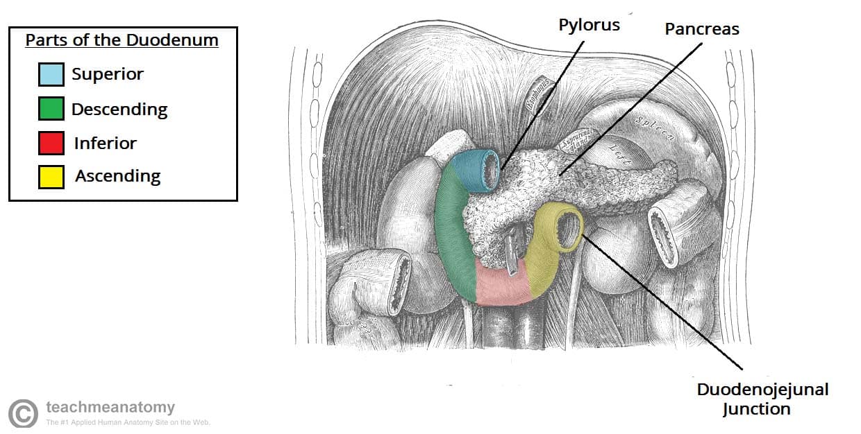 Fig 2 - The different parts of the duodenum. The liver, gall bladder and transverse colon have been removed.