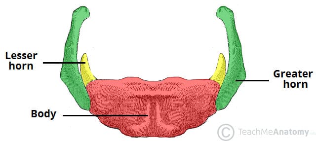 Fig 2 - The major parts of the hyoid bone - body, greater horn and lesser horn.