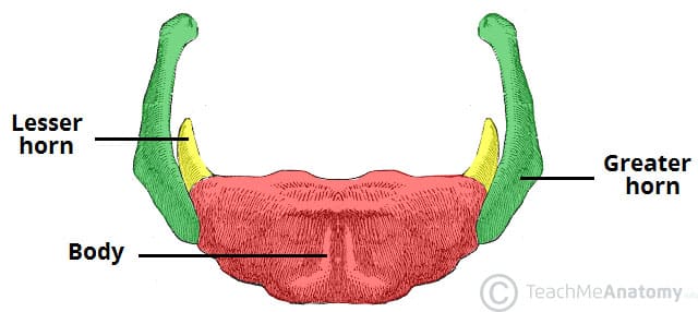 The Hyoid Bone - Structure - Attachments - TeachMeAnatomy