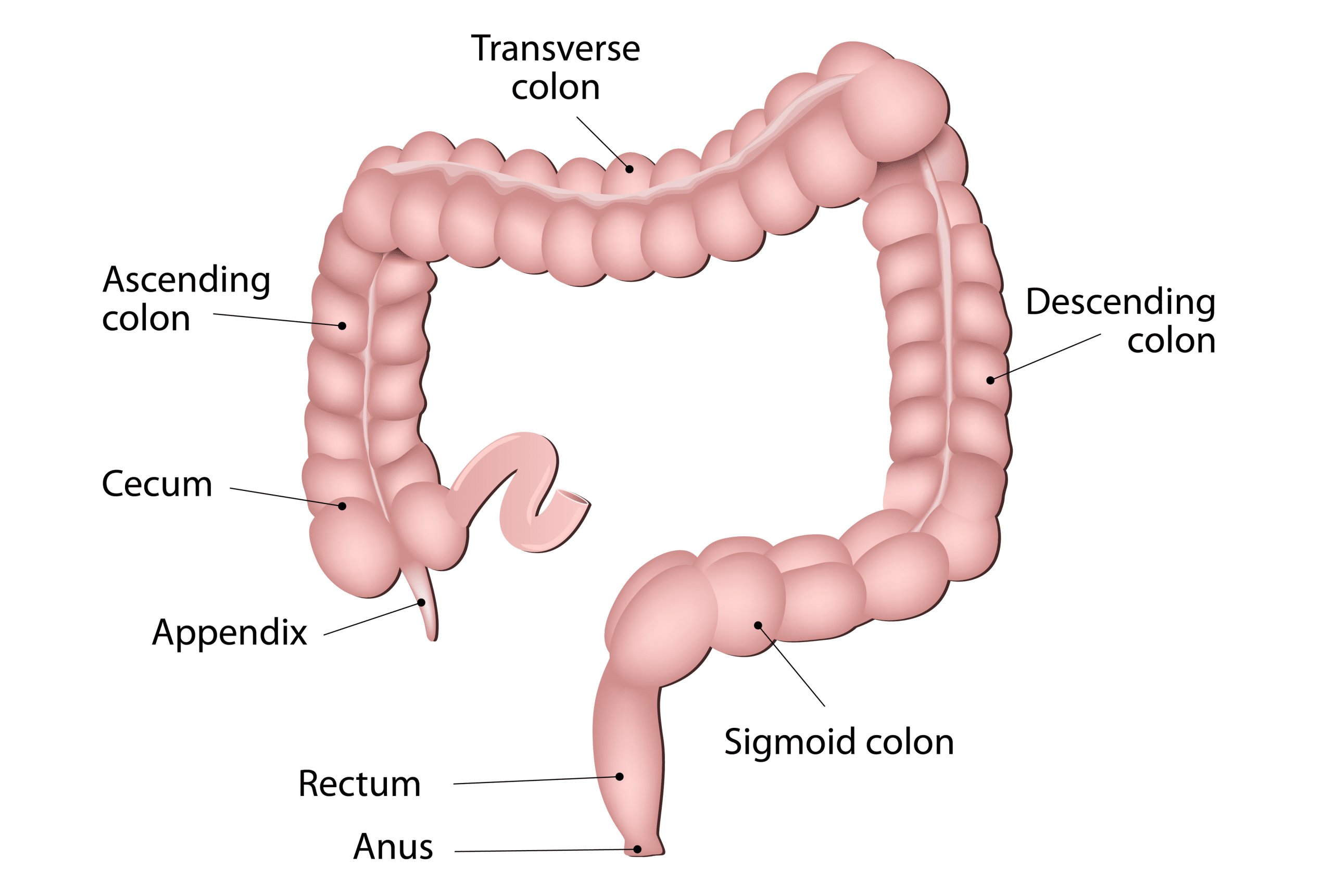 large intestine anatomy and physiology