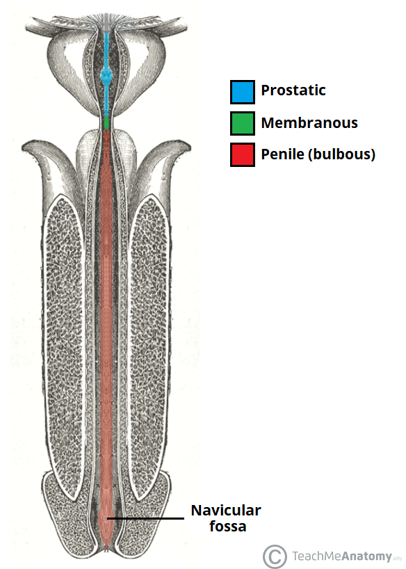 The Urethra - Male - Female - Anatomical Course - TeachMeAnatomy