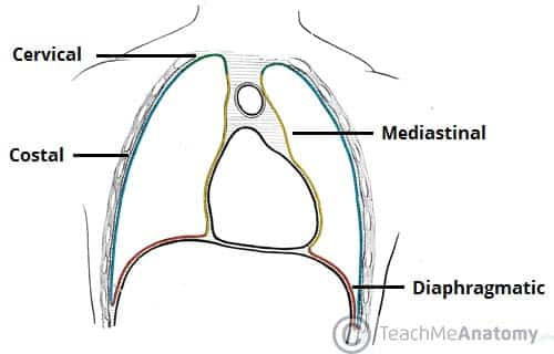 costomediastinal recess