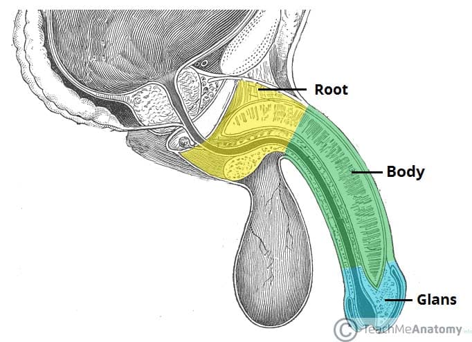 The Penis - Structure - Muscles - Innervation - TeachMeAnatomy