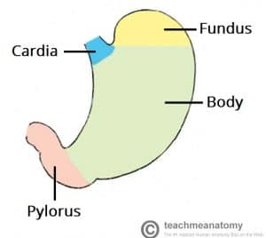 Diagram illustrating the parts of the stomach.