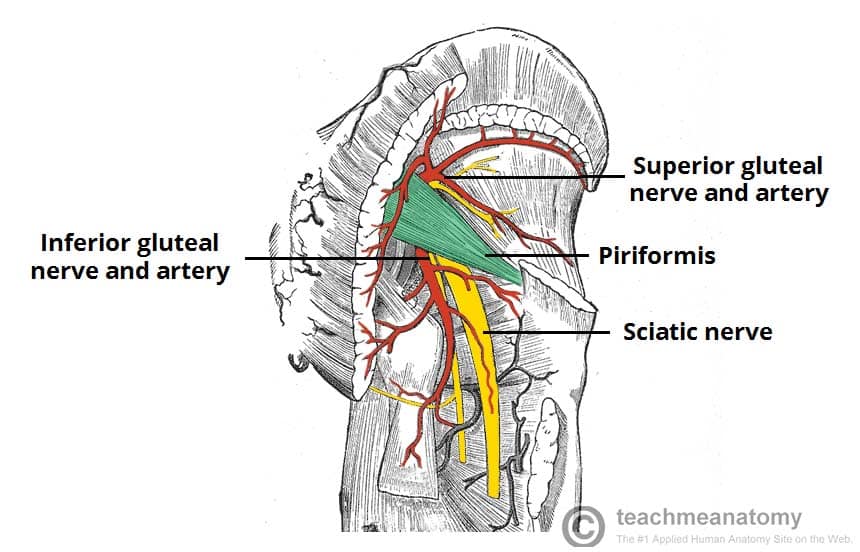 Fig 1.3 - The piriformis as an anatomical landmark in the gluteal region.