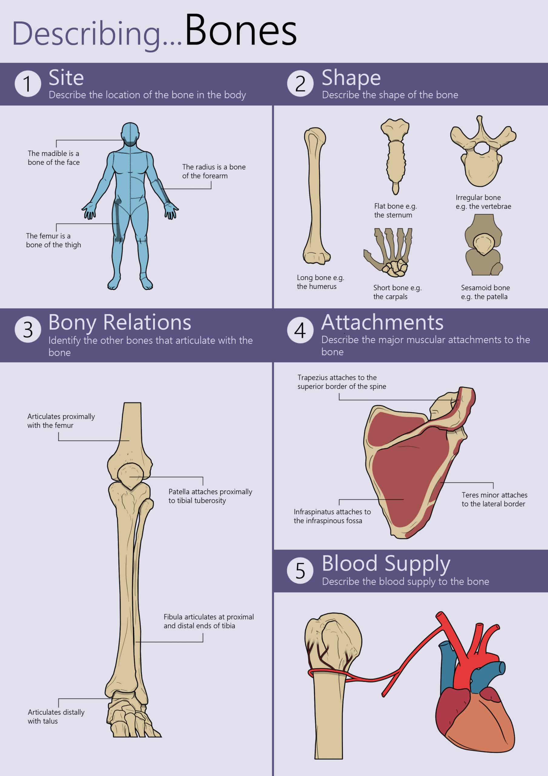 How to Learn Bone Anatomy – Step-by-Step Guide for Students - TeachMeAnatomy