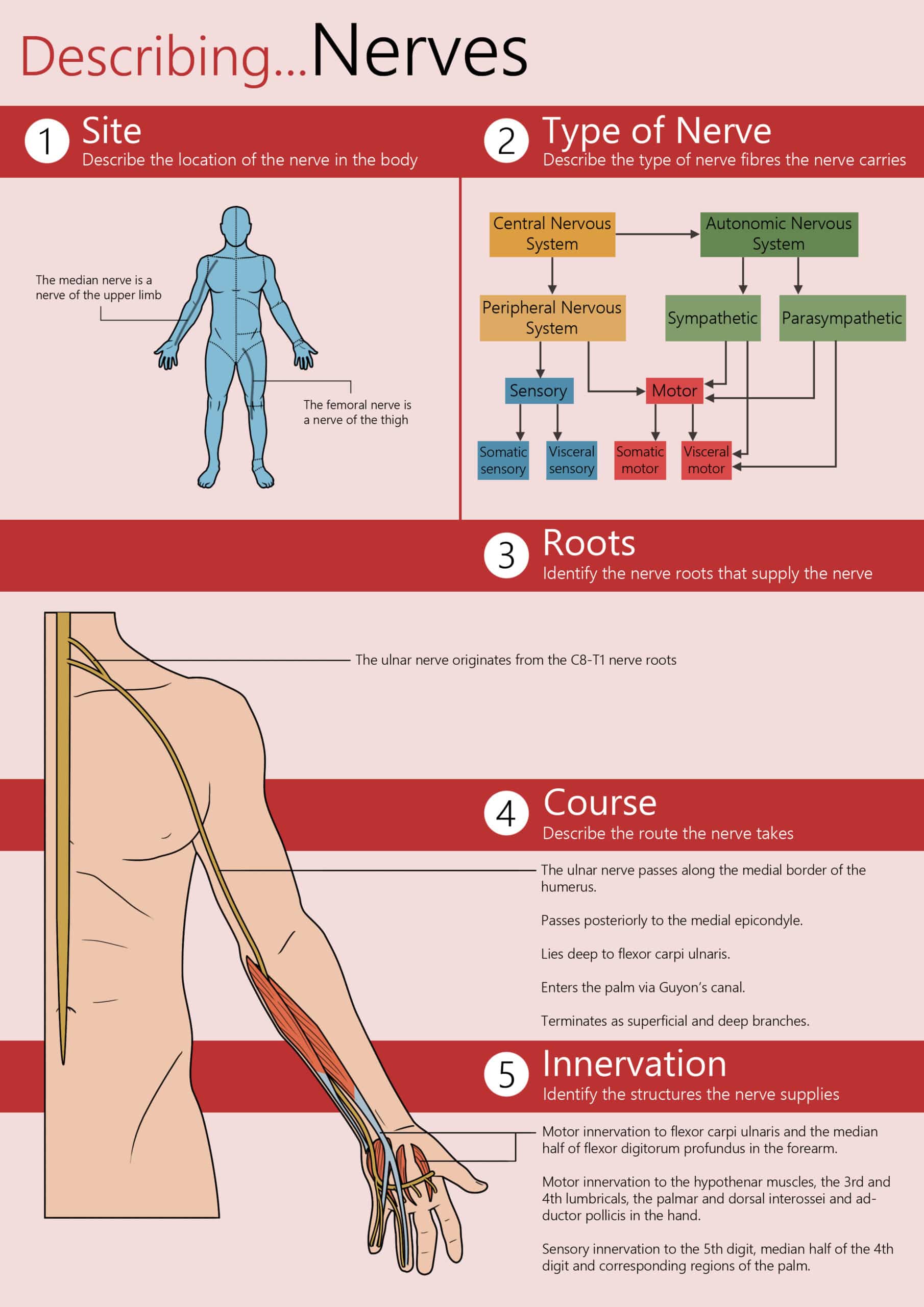 How to Learn Nerve Anatomy - Course - Type - TeachMeAnatomy