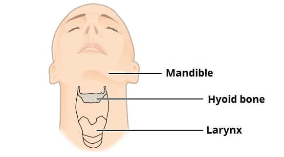 hyoid bone on skeleton