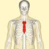 The Sternum - Body - Manubrium - Xiphoid - TeachMeAnatomy