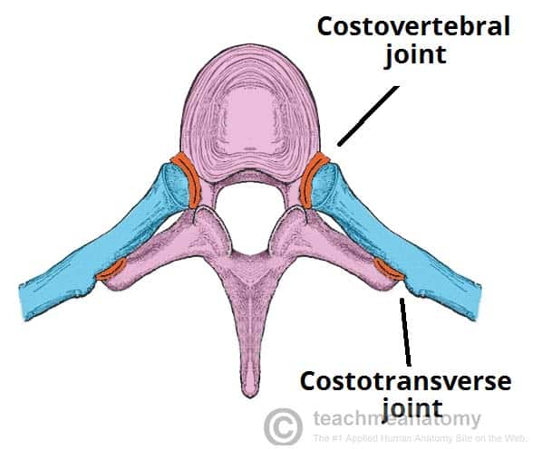 Fig 1.2 - Articulações entre uma costela e suas vértebras numericamente correspondentes.