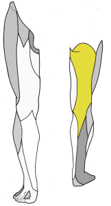 Illustration of the posterior cutaneous nerve of the thigh, showing its innervation to the lower medial gluteal quadrant and posterior thigh.
