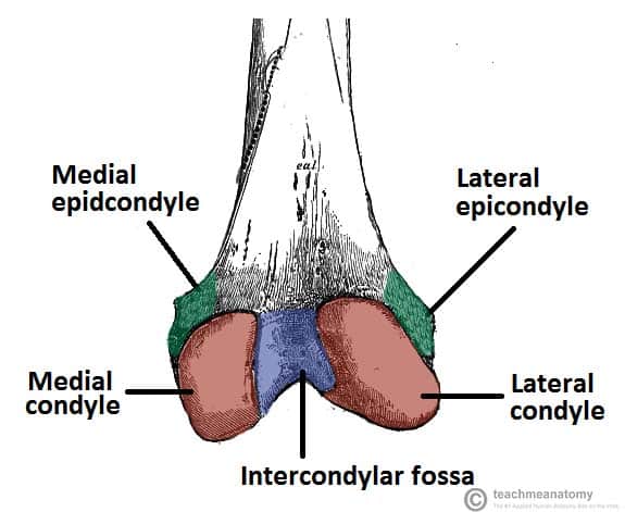 lateral epicondyle femur