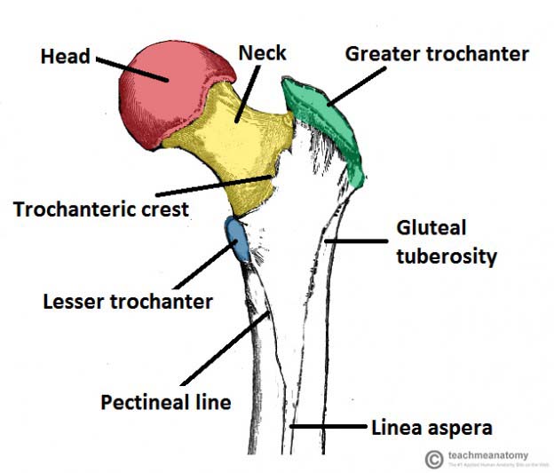 lower limb bones diagram