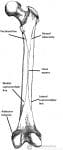 The Femur - Proximal - Distal - Shaft - TeachMeAnatomy