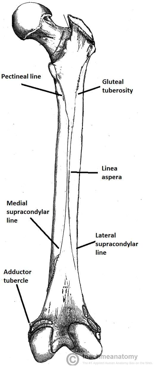 femur anatomy articulația și gelul muscular