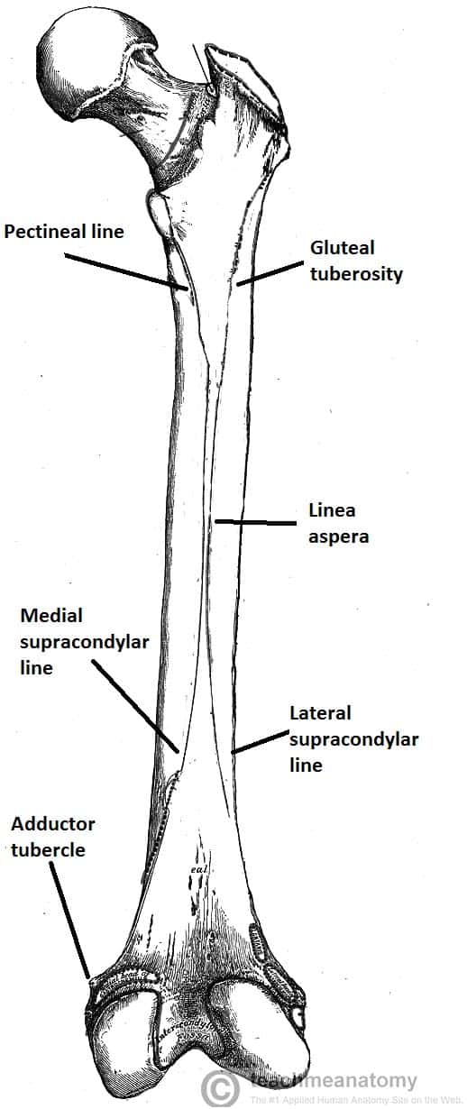 Diagram Of The Femur