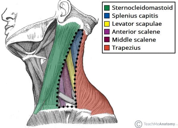 Posterior Triangle of the Neck - Subdivisions - TeachMeAnatomy