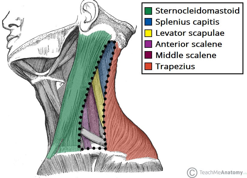 neck muscle anatomy