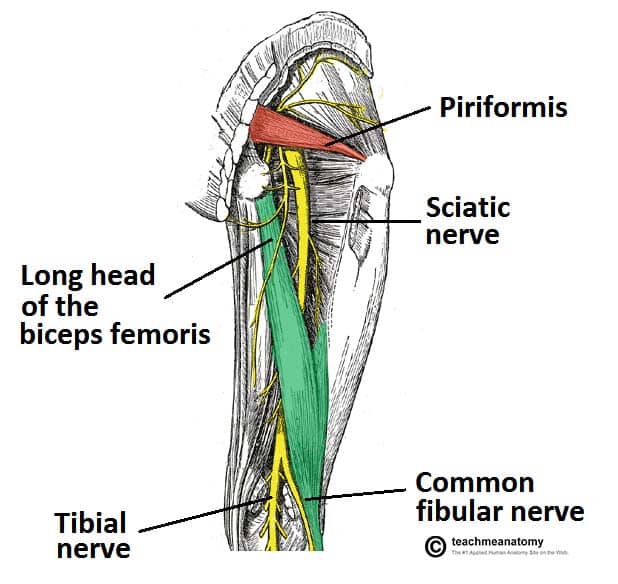 sciatic nerve distribution