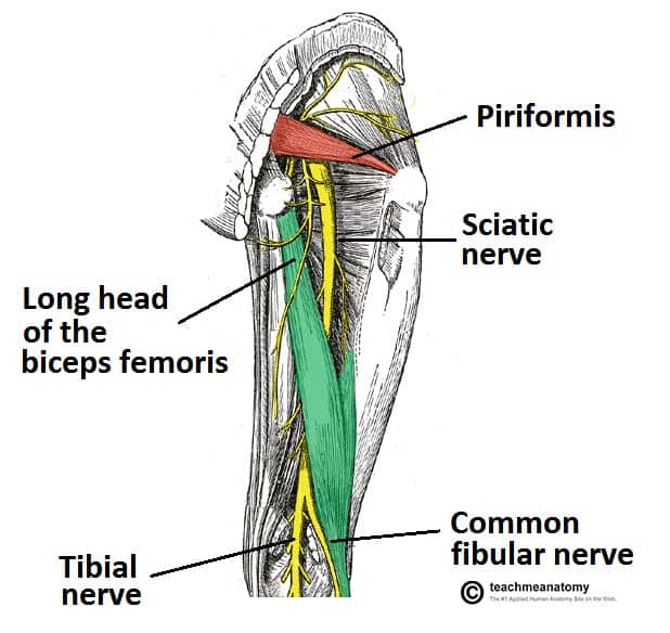 Picture Sciatic Nerve Pathway Sciatic Nerve Anatomie DCRBO Picture Sciatic Nerve Pathway Sciatic Nerve Anatomie DCRBO