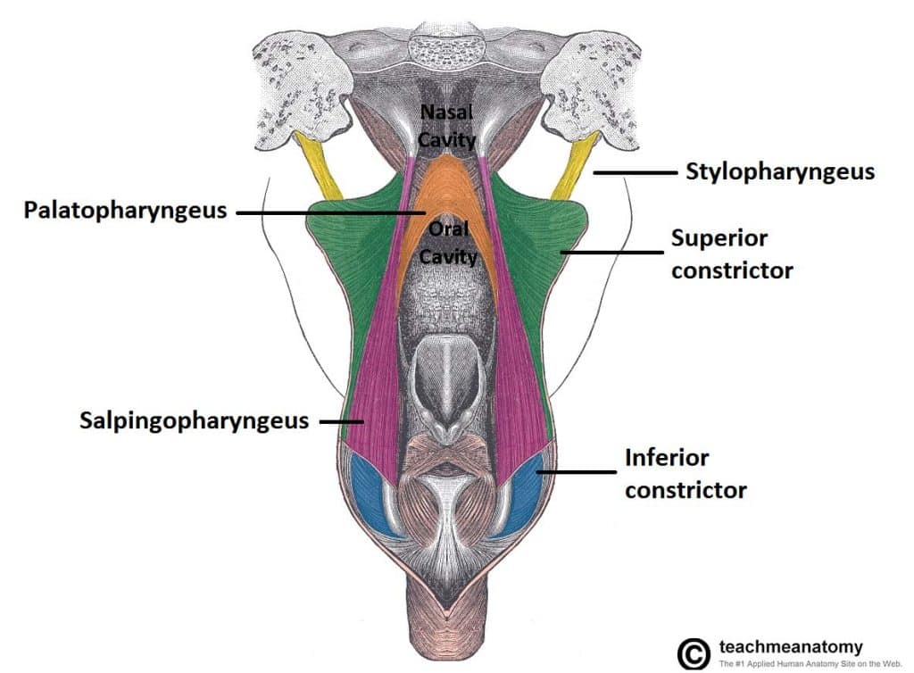 superior constrictor muscle