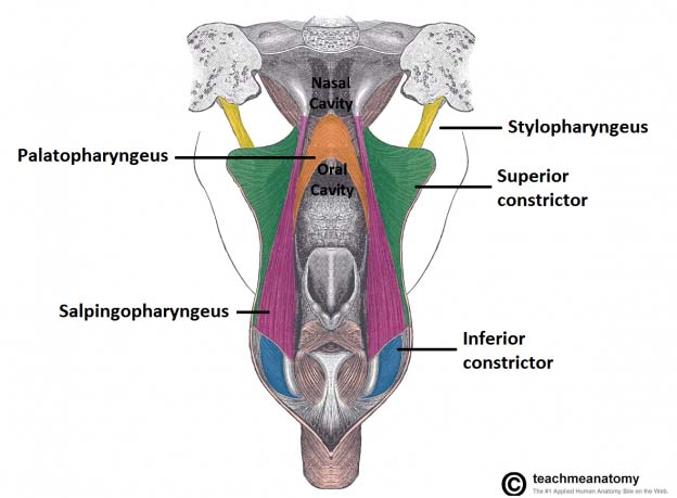 Ultrastructure of Bone - Components - Structure - TeachMeAnatomy